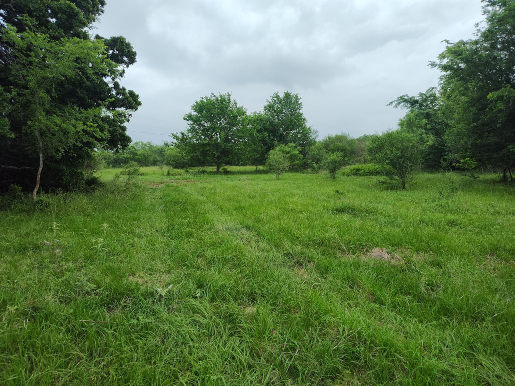 230 acres in Iola, TX